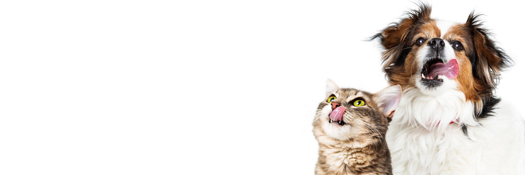 Loving Pets Corp. banner