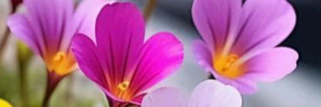 Conchi_Comoar's profile banner image