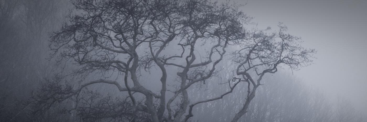 Asatuurs Keim banner