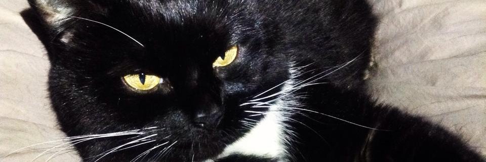 MsDaqie's profile banner image