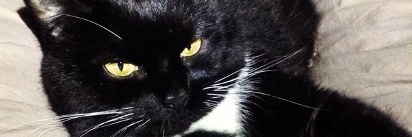 MsDaqie Profile Banner