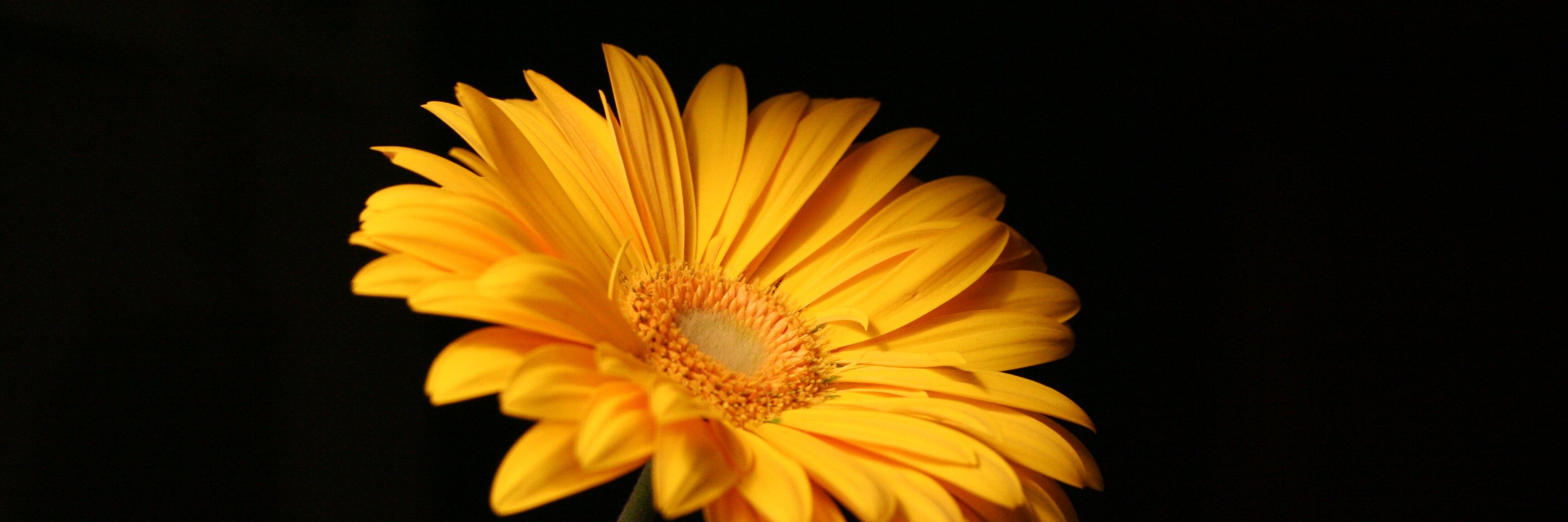 smullen402's profile banner image