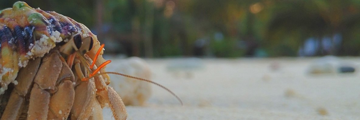 IDNurca's profile banner image