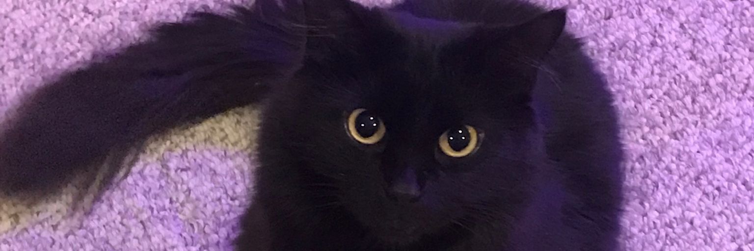 aakaayy's profile banner image