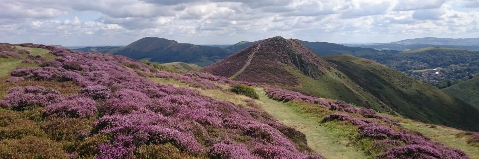 Alison Caffyn banner