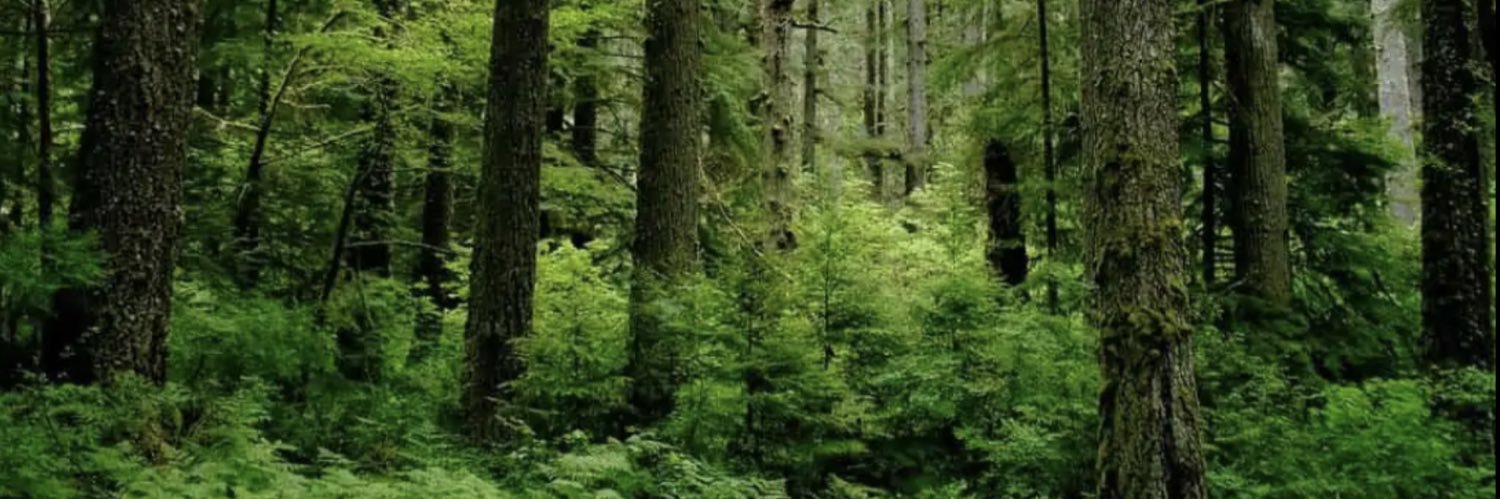 Jonathan Wolfe banner