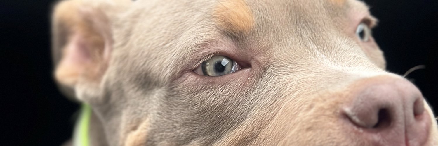 Sandracsnt's profile banner image