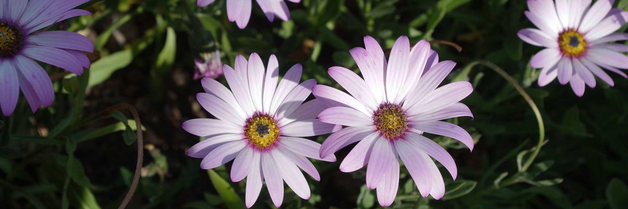 inbloom2015's profile banner image