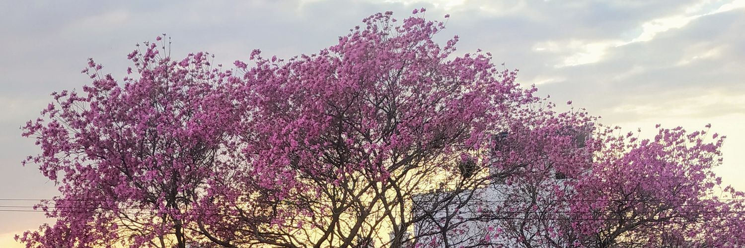 colomaggi87's profile banner image