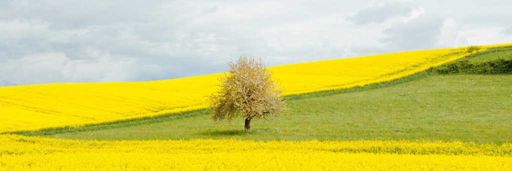 Chelsea_Dill's profile banner image
