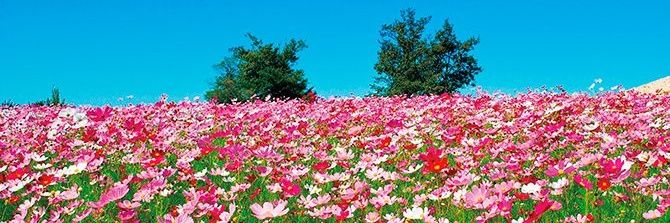 stepwgn8366's profile banner image
