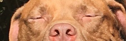 PeoriaPlowBoy's profile banner image