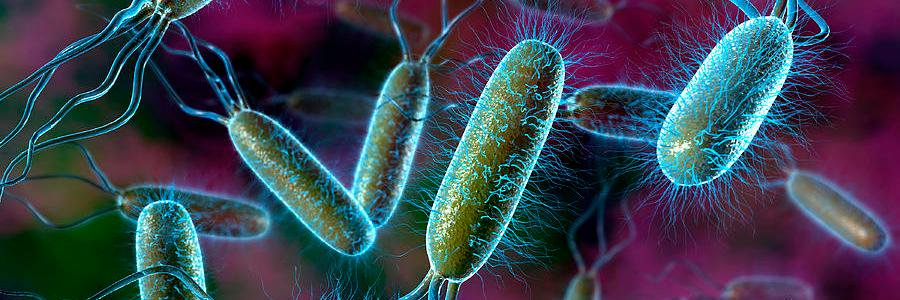 DearBacteria's profile banner image