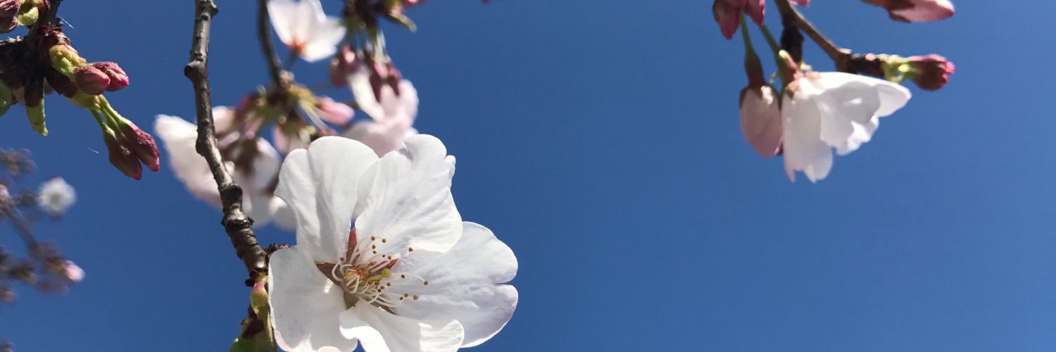 Susan Antolin ✍🏼 banner