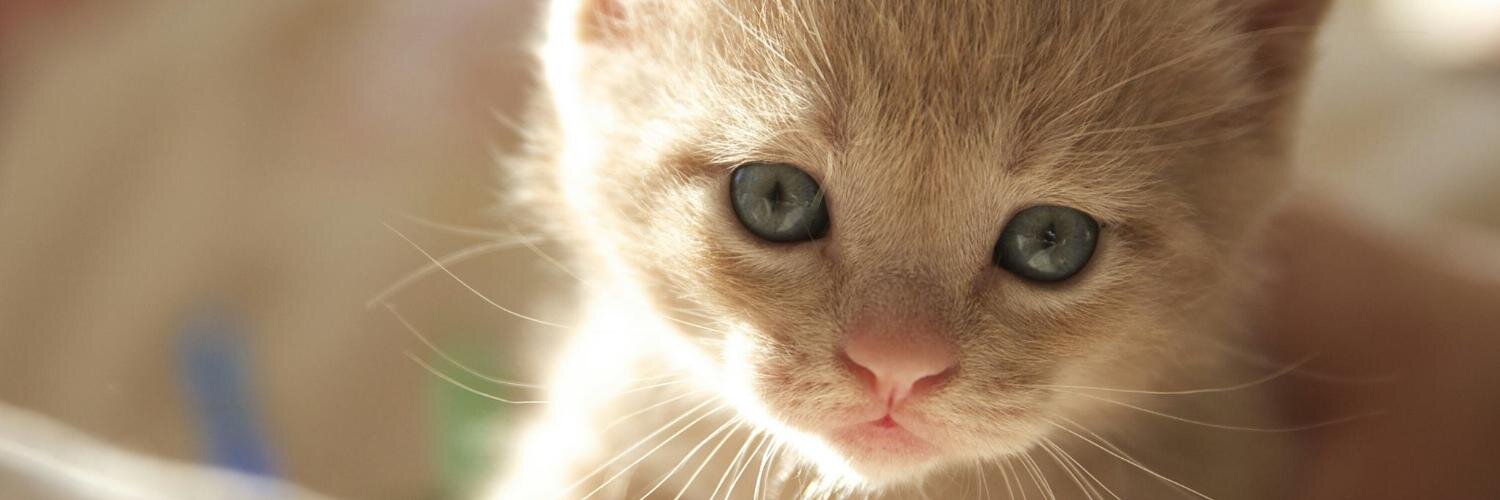 saveacatorg's profile banner image
