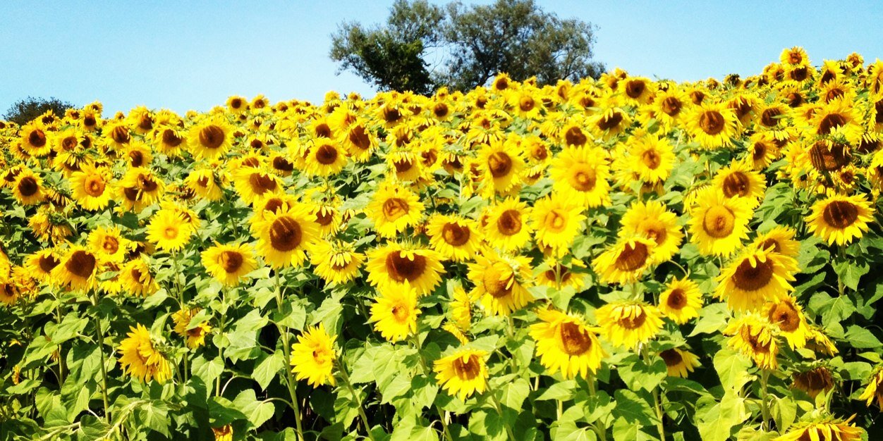 meg_fleming's profile banner image