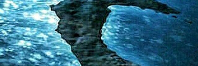 kolev2102's profile banner image