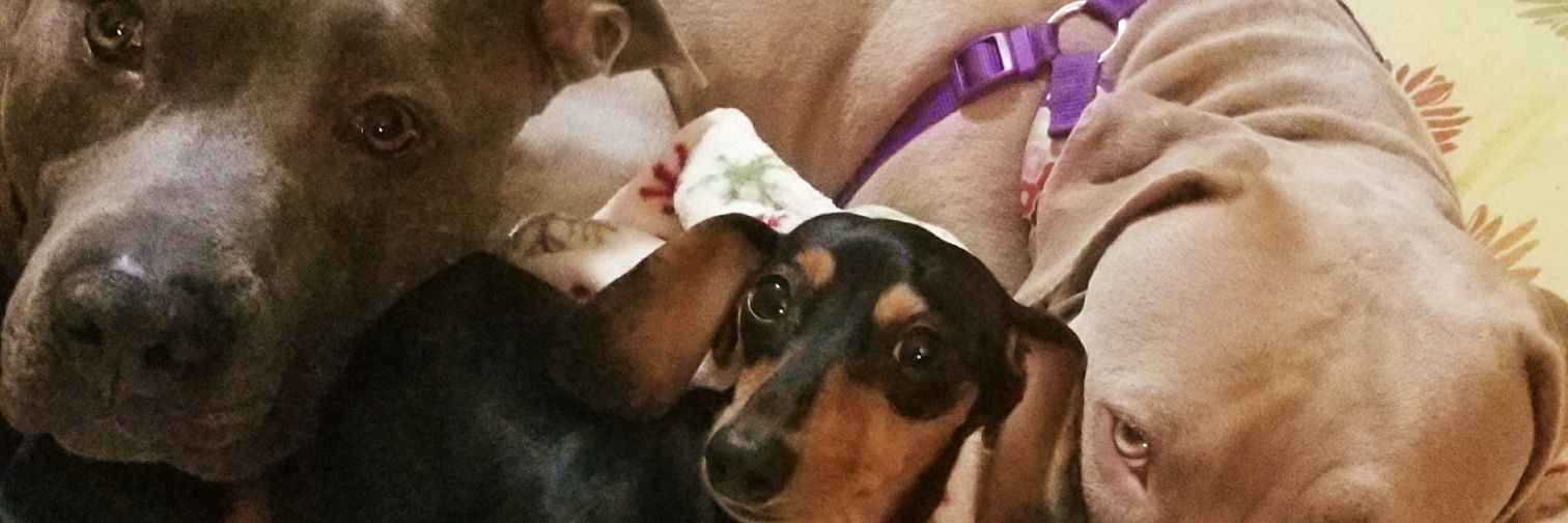 haleylanelle's profile banner image