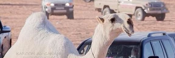 rai_albl's profile banner image