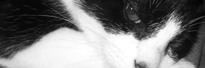 MarrRuytinchsc's profile banner image