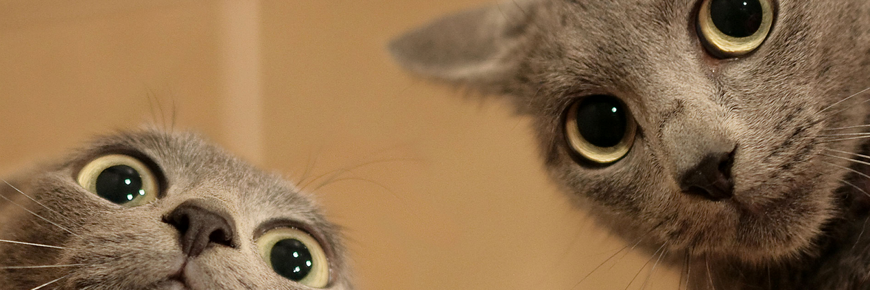 cat_reactions's profile banner image