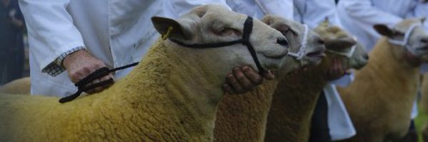 GowerShow Profile Banner