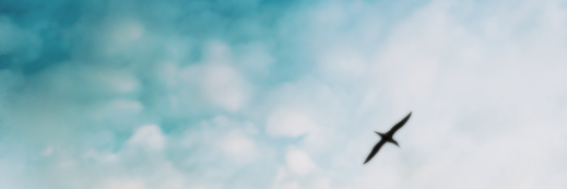 maarinapedro's profile banner image