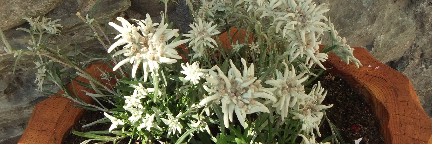 Der Spaßfalter 🦋🇦🇹 🐇🥕🥕🥕💛💫 banner