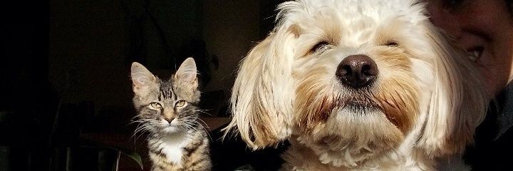 ursulaponcee's profile banner image