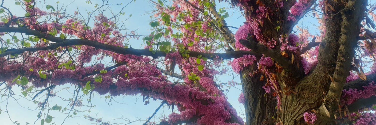 M_Cume's profile banner image