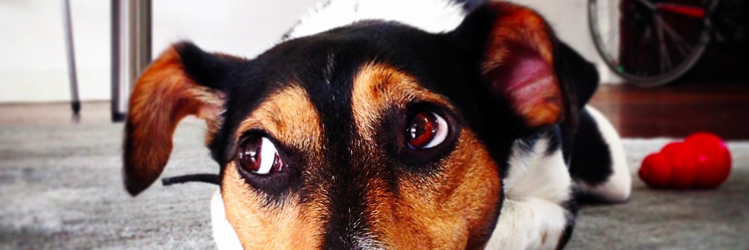 ZippytheDog's profile banner image