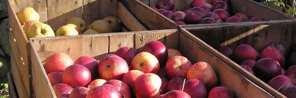 AmyRose3 Profile Banner