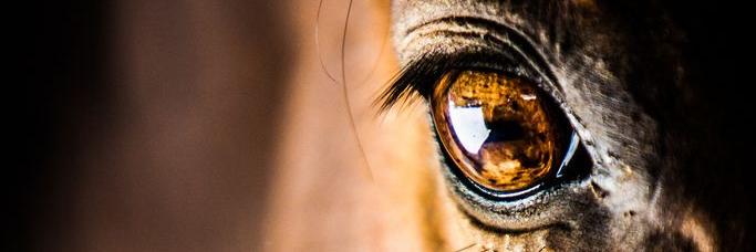picshorses's profile banner image