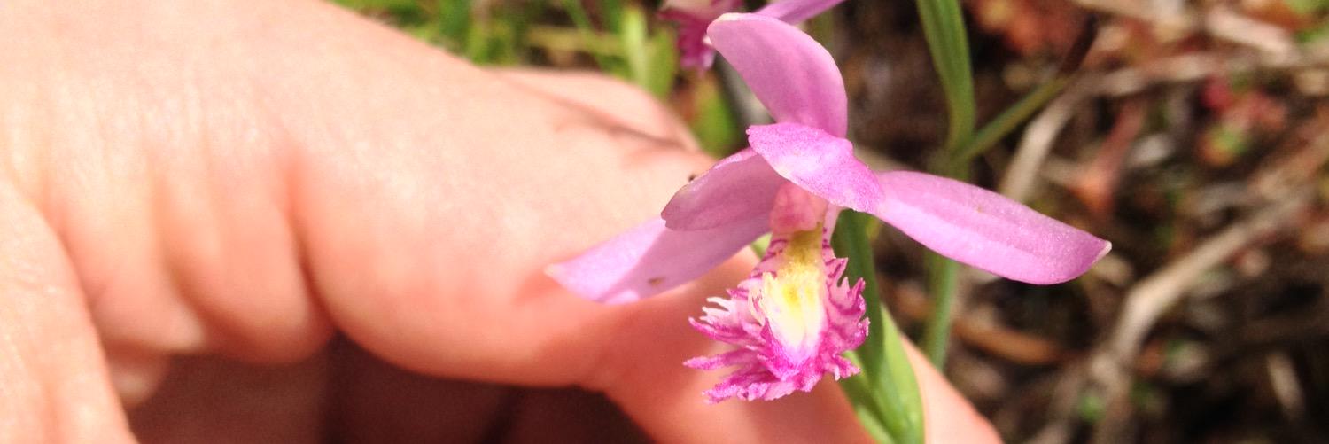 JohnnyBotany's profile banner image