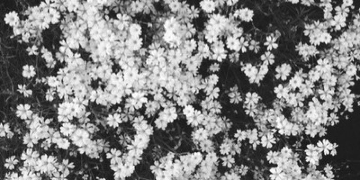 AlexaStylesSSRP's profile banner image