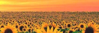 kimyayyy's profile banner image