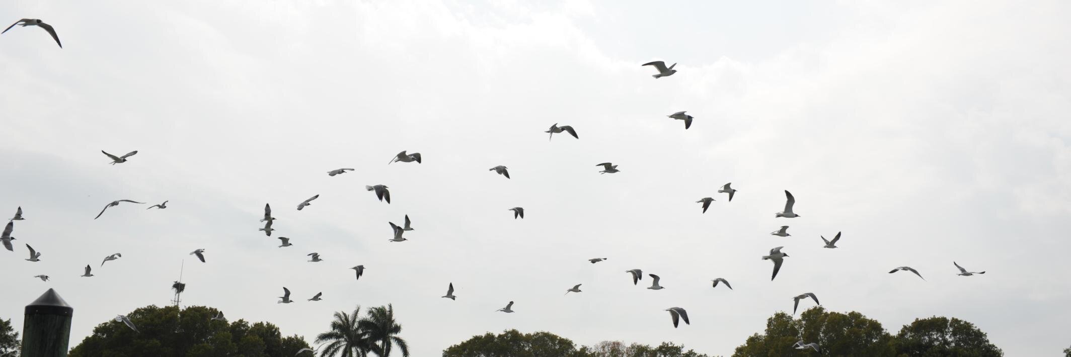 Ruiqi Ye_Greenpeace banner