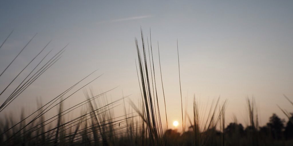 Samuel Davidson banner