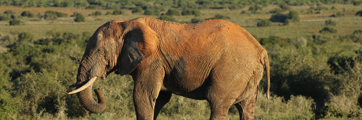 Stephen R (he/him) banner