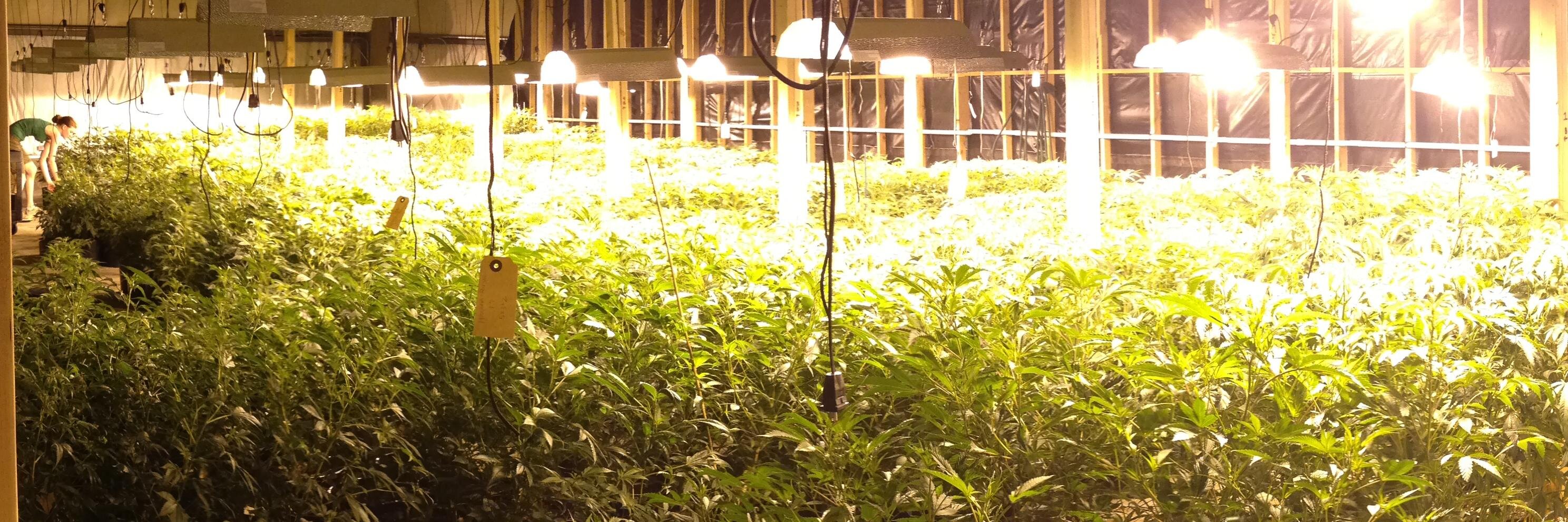 Exchange420.net banner