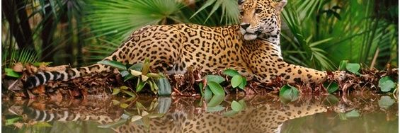 Juan Sin Miedo banner