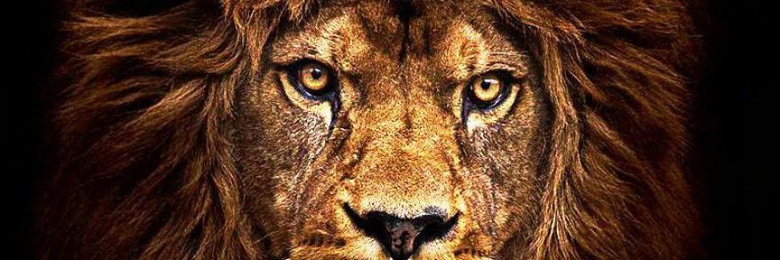 rada_raul's profile banner image