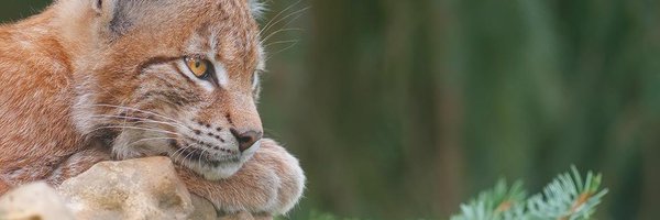 Leonato Lynx 🌻🐶💣🍺 Profile Banner