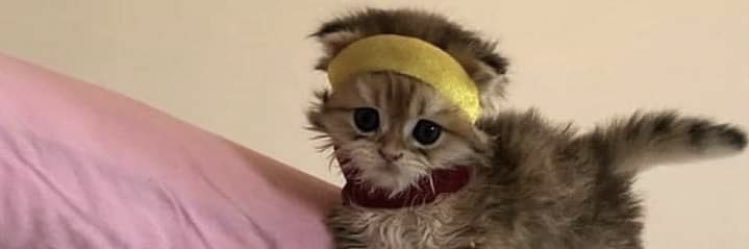 CareyCaton's profile banner image