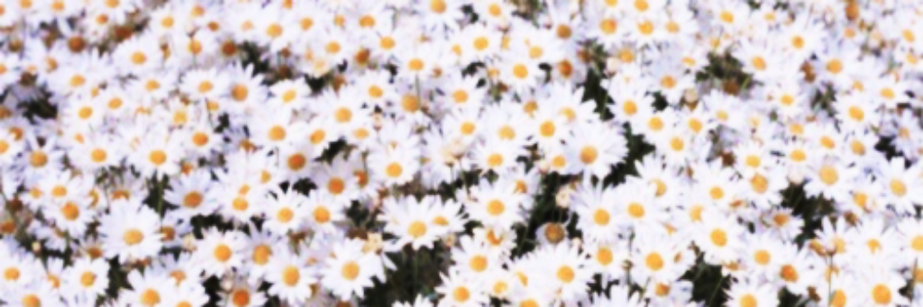 txshavo's profile banner image