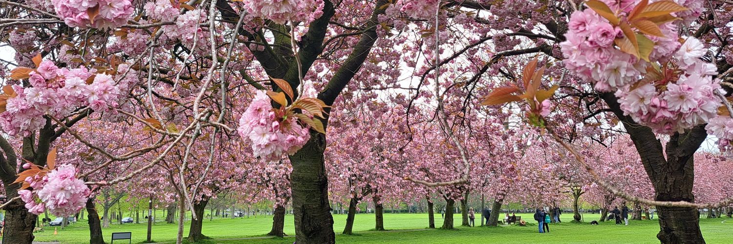 Rachel O'Donnell banner