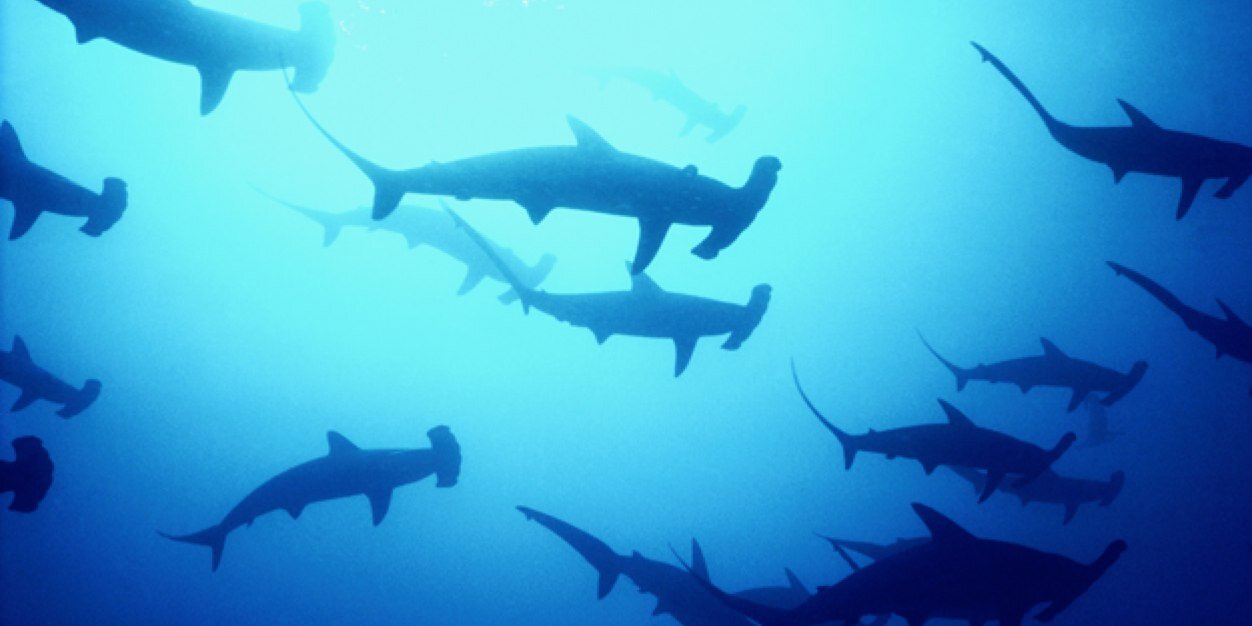 sharkyAbe's profile banner image