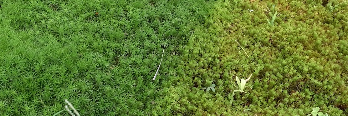 Lichen & Moss banner