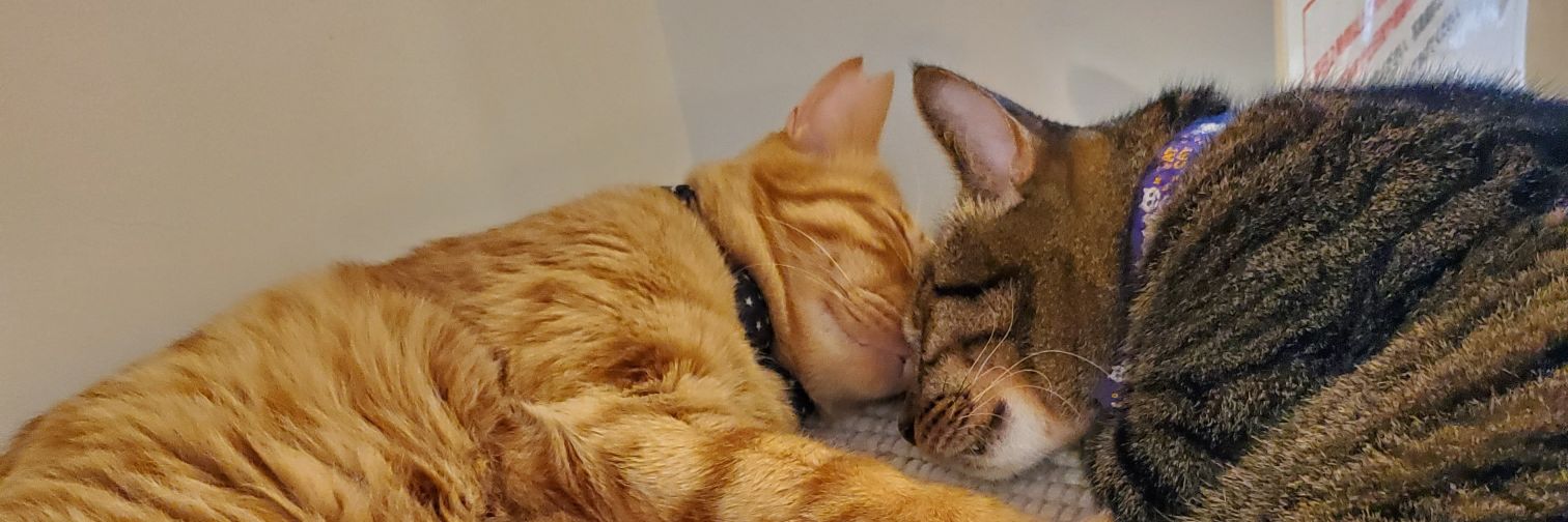 ちぃ🐱Sena🐱 banner