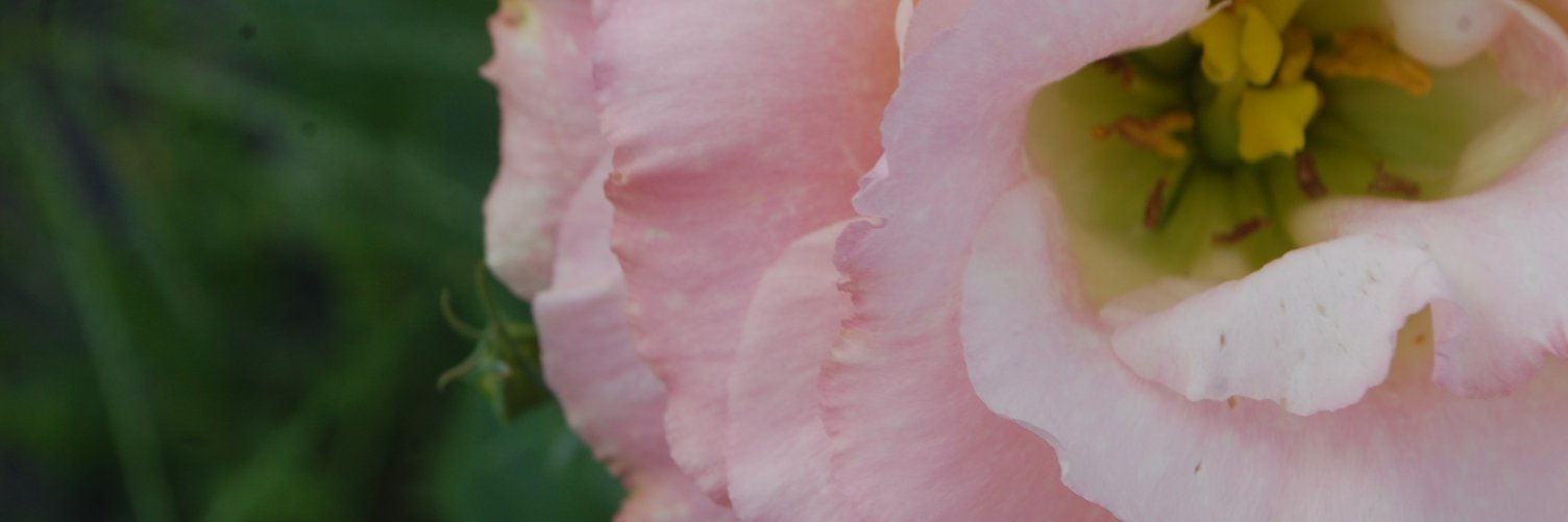 humbleburdock's profile banner image